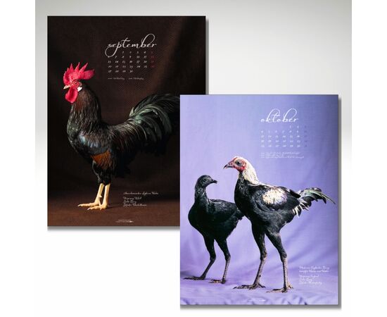 September, Amerikanisches Leghorn, Hahn / Oktober, Moderner Englischer Zwergkämpfer, Henne und Hahn