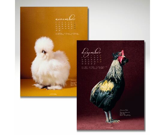 November, Seidenhuhn, Henne / Dezember, Araucana, Hahn