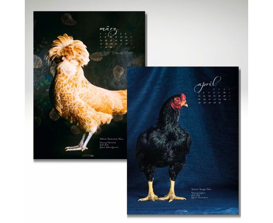 März, Holländer Haubenhuhn, Henne / April, Indischer Kämpfer, Hahn